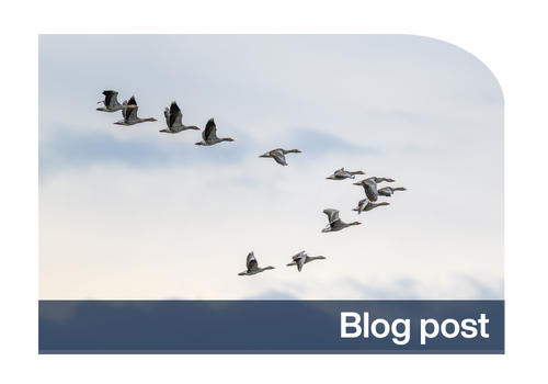 Vilore (15)